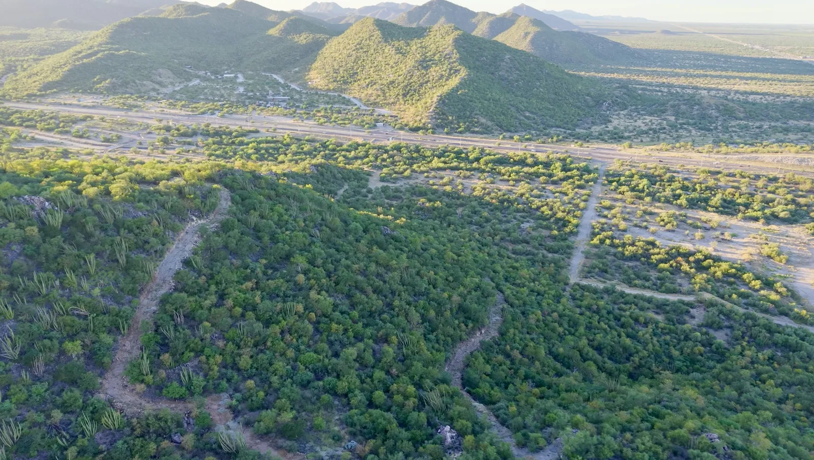 La sierra verde de Artesa con los lotes al fondo, a la hora dorada
